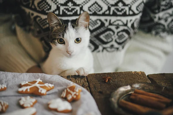 Kazaklı bir kadın ve şirin bir kedi yavrusu İskandinav odasında şık Noel kurabiyeleri yapıyorlar. Mutlu Noeller! Atmosferik karamsar görüntü. Hayvan ve kış tatilleri. Otantik