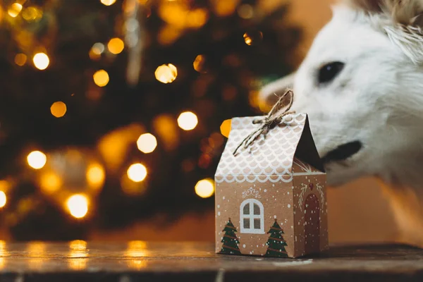 Buon Natale Buone Feste Cane Carino Odore Scatola Regalo Natale — Foto Stock