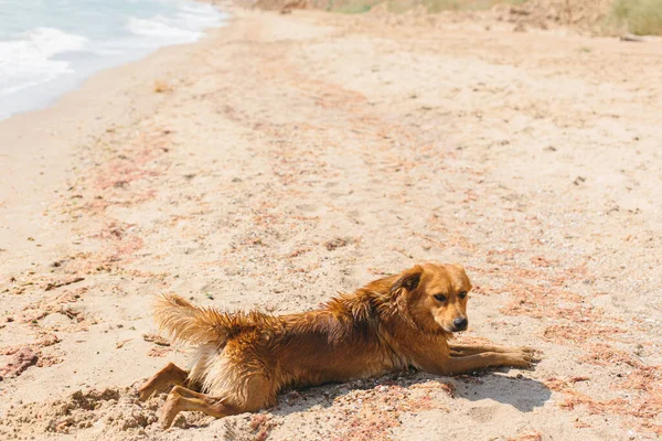 Cão Bonito Deitado Relaxante Praia Areia Férias Verão Com Animal — Fotografia de Stock