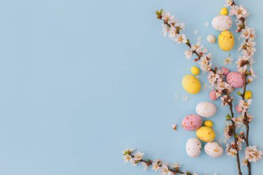 Mavi arka planda kiraz çiçekleri olan renkli Paskalya çikolataları. Mutlu Paskalyalar! Yumuşak bir bahar şablonu. Paskalya düzlüğü, yazı için yeri vardı. Tebrik kartı ya da afiş