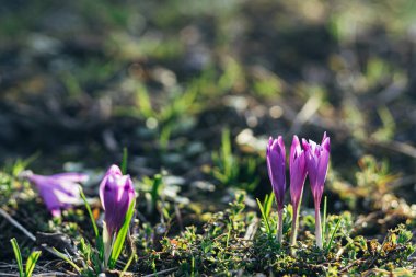 Güzel timsahlar sıcacık güneş ışığında çiçek açarlar. Merhaba Spring. Vahşi mor Crocus heuffelii, bahçede ya da ormanda yetişiyor. Bahar ayini, ilk çiçekler. Bahar arkaplanı