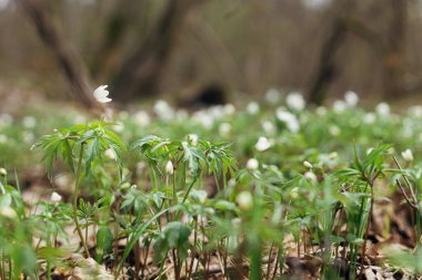 Güzel ahşap şakayıklar çiçek açıyor. Bahar ormanlarında büyüyen ve açan vahşi deniz şakayığı. Ormanda ilkbahar uyanışı, ilk çiçekler. Bahar arkaplanı, kopyalama alanı
