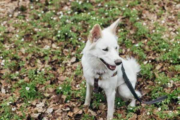 Sevimli Beyaz Köpek Bahar Ormanlarında Çiçek Açan Ahşap Şakayıkların Arasında — Stok fotoğraf