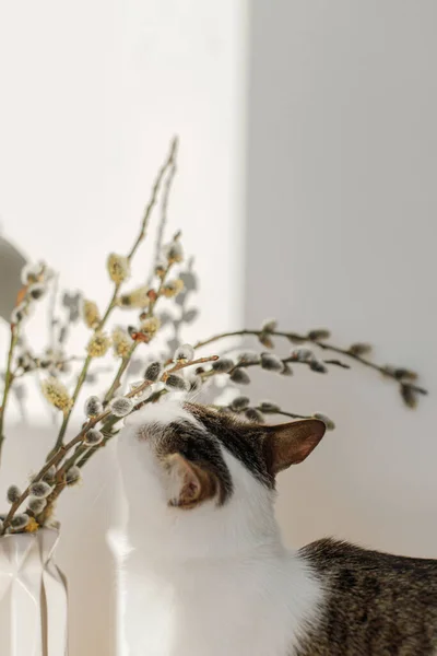 Cute Little Kitten Smelling Willow Branches Close Sunny Light Room — стоковое фото