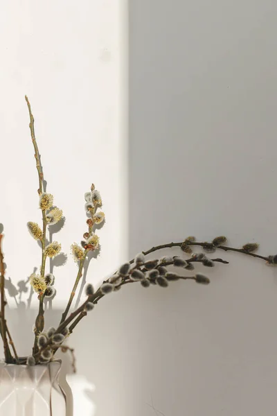 Willow Branches Close Sunny Light White Wall Background Happy Easter — Stock fotografie