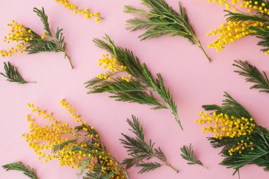 Mimoza çiçekleri pembe arka planda dururdu. 8 Mart. Mutlu kadınlar günü ve mutlu anneler günü tebrik kartı. Mimoza deseni çok güzel. Merhaba bahar.