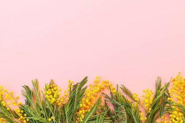 8 Mart. Merhaba bahar yatağı. Pembe arka planda zarif mimoza çiçekleri ve metin için yer. Mutlu kadınlar günü ve mutlu anneler günü tebrik kartı şablonu. Güzel çiçekli mimoza.