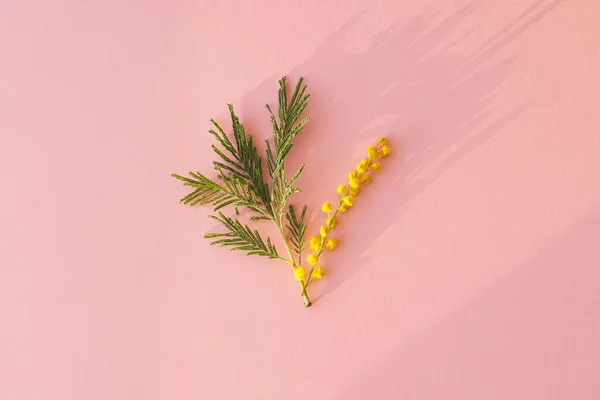 Hola Concepto Primavera Elegante Flor Mimosa Plana Yacía Sobre Fondo — Foto de Stock