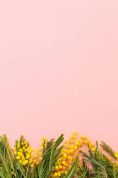 Mimoza Çiçekleri Pembe Arka Planda Düz Metin Için Yeri Vardı — Stok fotoğraf