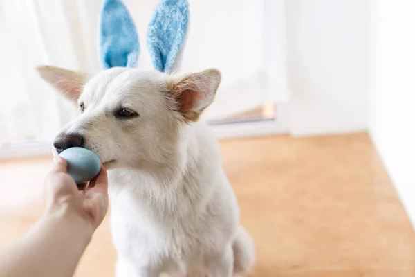 イースターエッグを手に持ち うさぎの耳にかわいい犬が部屋にいます ハッピーイースター 愛らしいホワイトスイス羊飼い犬で青ウサギ耳スニッフィング自然染色イースターの卵で所有者手 — ストック写真
