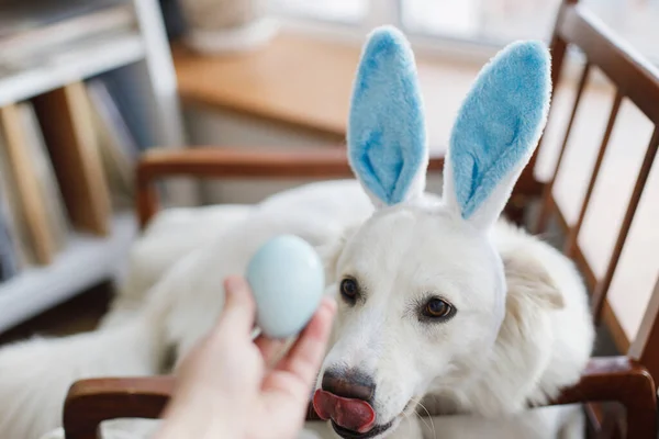 Mignon Chien Aux Oreilles Lapin Bleu Assis Dans Une Chaise — Photo