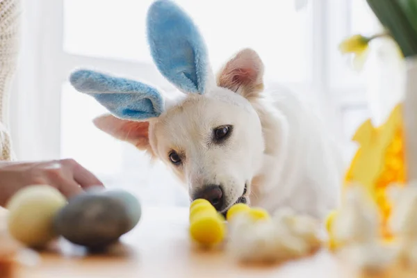 Cute dog in bunny ears and stylish easter eggs, flowers, decor on wooden table. Happy Easter. Pet and easter at home. Adorable white swiss shepherd dog in bunny ears in sunny room