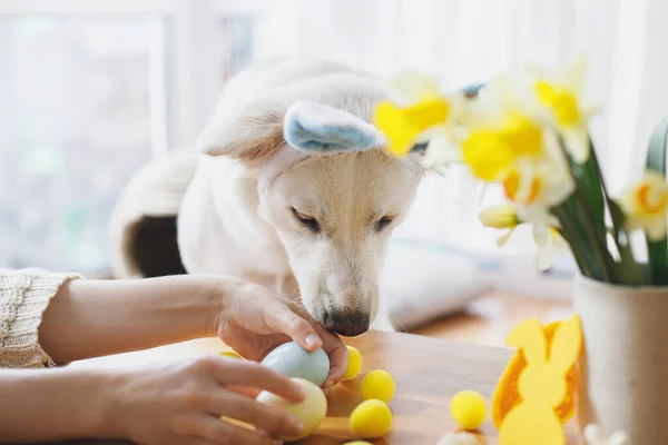 Câine Drăguț Urechi Iepuraș Uitându Ouă Elegante Paște Mână Femeie — Fotografie, imagine de stoc