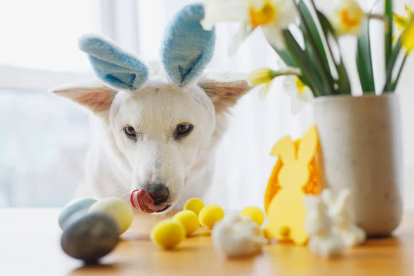 Cute Dog Uszach Króliczka Stylowe Pisanki Kwiaty Wystrój Drewnianym Stole — Zdjęcie stockowe