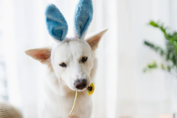 Cute Dog Bunny Ears Chewing Dandelion Flower Nose Close Hello — Stock Photo, Image