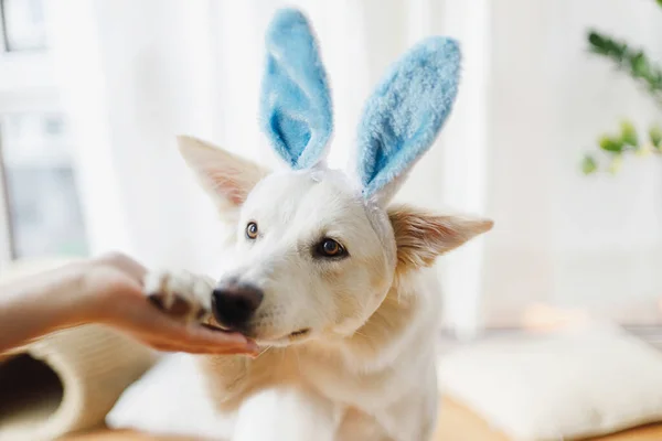 Cute dog in bunny ears gives paw to owner hand in sunny room. Happy Easter. Loyal friend and trust concept. Pet and easter at home. Adorable white swiss shepherd dog in bunny ears