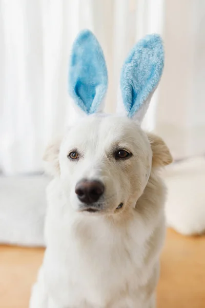 Cão Bonito Orelhas Coelho Azul Fundo Branco Feliz Páscoa Animais — Fotografia de Stock