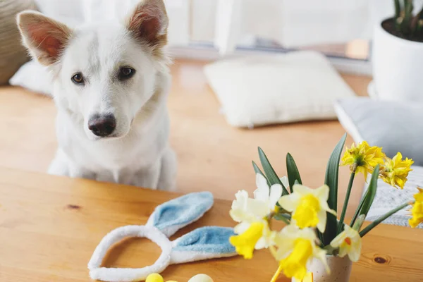 かわいい犬はウサギの耳 水仙の花 装飾品でテーブルに座っています ハッピーイースター ペットと家でイースター 愛らしい白いスイスの羊飼い犬ポーズでお祝いのテーブルで日当たりの良い部屋 — ストック写真