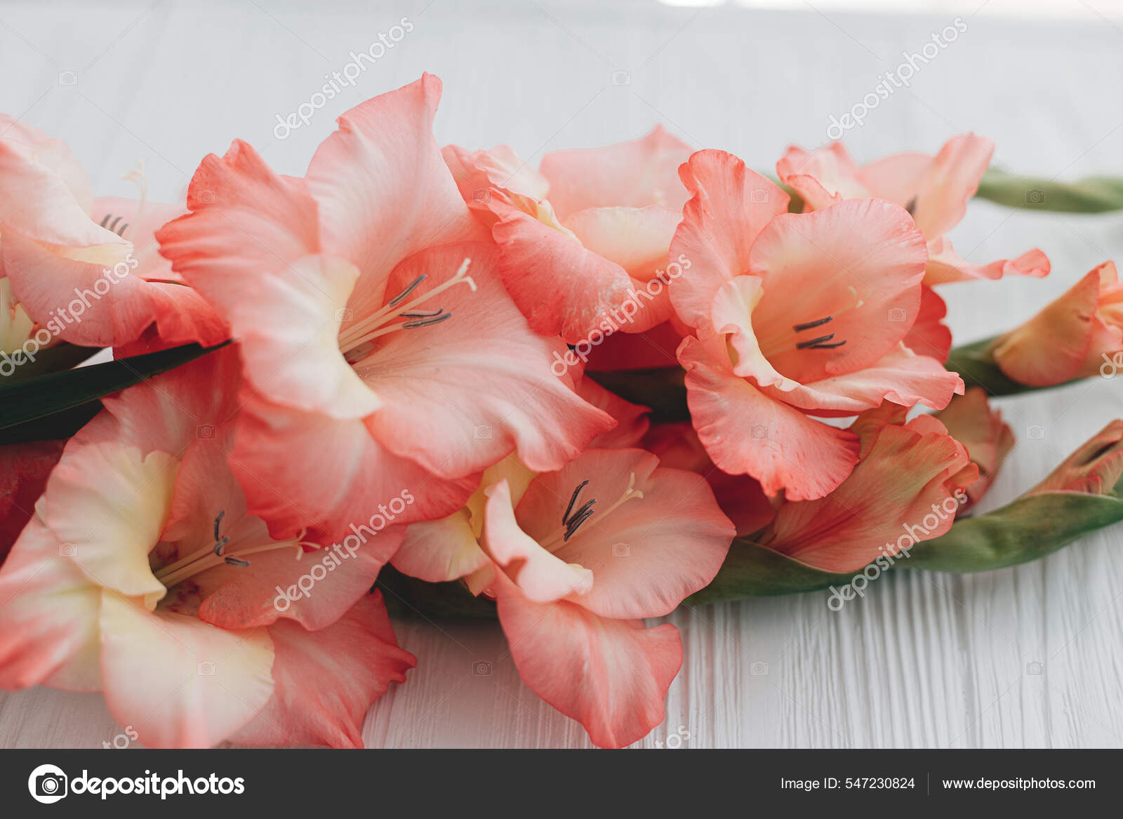 Lindas Flores Gladiolus Madeira Branca Feliz Dia Das Mães Dia fotos,  imagens de © Sonyachny #547230824