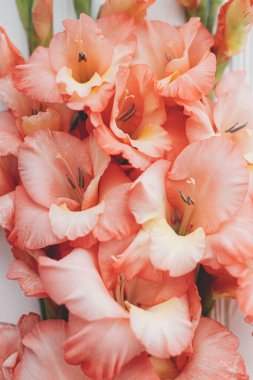 Güzel gladiolus çiçekleri beyaz ahşap üzerinde yatıyordu. Çiçekli tebrik kartı şablonu. Anneler Günün ve Kadınlar Günün kutlu olsun. Şık kırmızı gladiolus yaprakları kapanıyor. Bahar duvar kağıdı