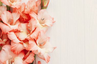 Kırsal beyaz ahşap üzerinde güzel gladiolus çiçekleri, metin için yeri olan düz bir yer. Çiçekli tebrik kartı şablonu. Pembe gladyatörler. Anneler Günün ve Kadınlar Günün kutlu olsun. Merhaba bahar.