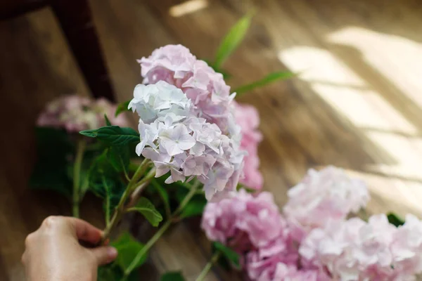 Mano Sosteniendo Hermosa Flor Hortensia Habitación Rústica Soleada Pétalos Hortensias —  Fotos de Stock