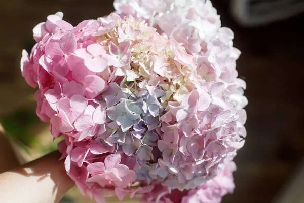Beau Bouquet Hortensia Dans Les Mains Fermer Dans Une Pièce — Photo