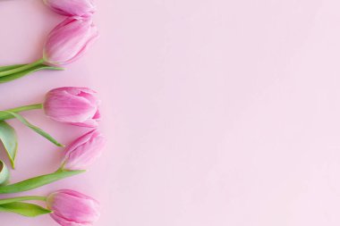 Çiçekli tebrik kartı şablonu. Mesaj için boşluk, 8 Mart. Pembe arka planda taze laleler yatıyordu. Zarif asgari yumuşak bahar afişi. Mutlu kadınlar günü. Anneler Günün kutlu olsun.