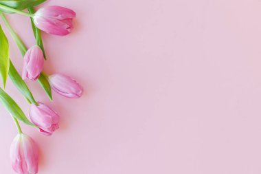Pembe arka planda taze laleler yatıyordu. Çiçekli tebrik kartı şablonu. Mesaj için boşluk, 8 Mart. Zarif asgari yumuşak bahar afişi. Mutlu kadınlar günü. Anneler Günün kutlu olsun.