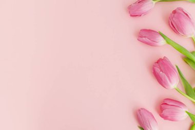 Pembe arka planda taze laleler yatıyordu. Çiçekli tebrik kartı şablonu. Mesaj için boşluk, 8 Mart. Mutlu kadınlar günü. Anneler Günün kutlu olsun. Zarif asgari yumuşak bahar bayrağı