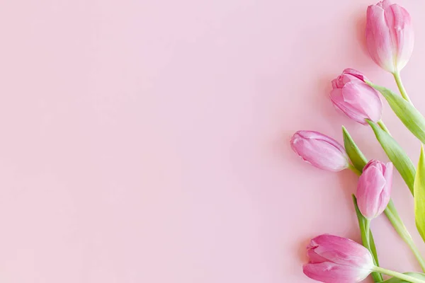 Tulipanes Frescos Planas Yacen Sobre Fondo Rosa Tarjeta Felicitación Floral — Foto de Stock