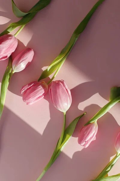 Современный Творческий Образ Весны Розовые Тюльпаны Солнечном Свете Лежали Розовом — стоковое фото