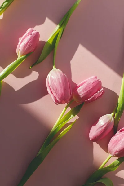 Розовые Тюльпаны Солнечном Свете Лежали Розовом Фоне Современный Творческий Образ — стоковое фото