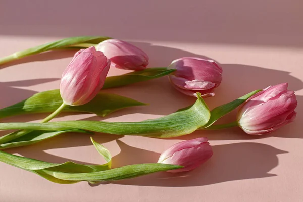 Розовые Тюльпаны Солнечном Свете Розовом Фоне Современное Креативное Весеннее Знамя — стоковое фото