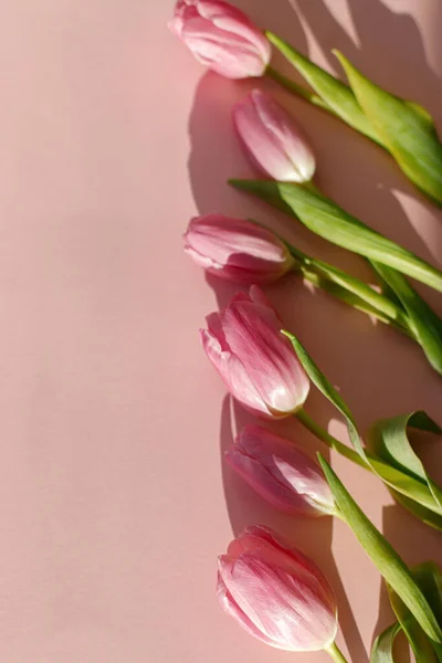 Les Tulipes Roses Lumière Soleil Plat Reposent Sur Fond Rose — Photo