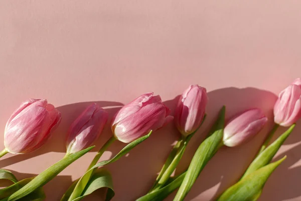 Розовые Тюльпаны Солнечном Свете Лежали Розовом Фоне Современное Креативное Весеннее — стоковое фото