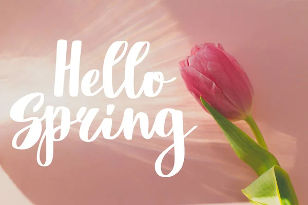 Hello Spring Text Pink Tulip Sun Rays Pink Background Flat — Stock Photo, Image