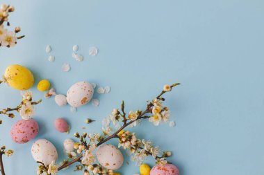 Mavi arka planda kiraz çiçekleri olan renkli Paskalya çikolataları. Mutlu Paskalyalar! Yumuşak bir bahar şablonu. Paskalya düzlüğü, yazı için yeri vardı. Tebrik kartı ya da afiş