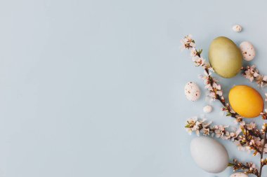 Şık paskalya yumurtaları, kiraz çiçekleri mavi arka planda yatıyordu. Modern doğal boyanmış paskalya yumurtaları, şeker ve beyaz çiçeklerin sınır çizimi. Mutlu Paskalyalar! Tebrik kartı, boşluk veya metin