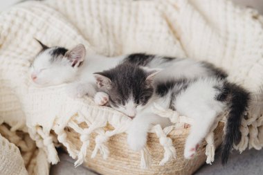 Sepetteki yumuşak battaniyenin üzerinde uyuyan sevimli küçük kedicikler. Odada şekerleme yapan sevimli gri ve beyaz kedilerin portresi. Tatlı rüyalar. Evlat edinme kavramı