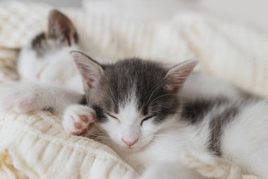 Sepetteki yumuşak battaniyenin üzerinde uyuyan sevimli küçük kedicikler. Odada şekerleme yapan sevimli gri ve beyaz kedilerin portresi. Tatlı rüyalar. Evlat edinme kavramı