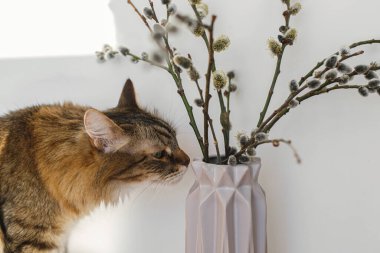 Cute tabby cat smelling willow branches close up in sunny light in room. Happy Easter ! Pet and spring holiday decor. Maine coon sniffing blooming pussy willow, spring time