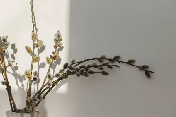 Willow Branches Close Sunny Light White Wall Background Happy Easter — Foto de Stock