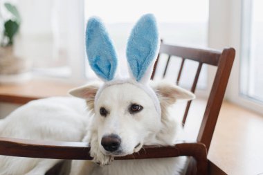 Mavi tavşan kulaklı şirin köpek rahat, kır sandalyesinde oturuyor. Mutlu Paskalyalar. Evcil hayvan ve Paskalya tatili. Tavşan kulaklı sevimli beyaz İsviçreli çoban köpeğinin portresi odada dinleniyor.