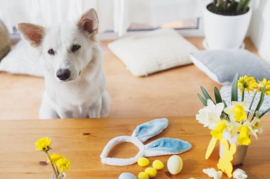Tavşan kulaklı, tokalı, çiçekli, yumurtalı, süslü şirin bir köpek masada oturuyor. Mutlu Paskalyalar. Evde evcil hayvan ve paskalya. Sevimli beyaz İsviçreli çoban köpeği güneşli odada festival masasında poz veriyor.