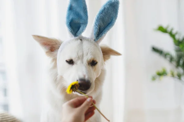 Cute Dog Bunny Ears Smelling Dandelion Flowers Owner Hand Sunny — Stock Photo, Image