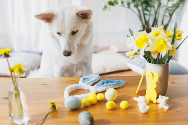Cute dog sitting at table with bunny ears, daffodils flowers, eggs, decorations. Happy Easter. Pet and easter at home. Adorable white swiss shepherd dog posing at festive table in sunny room