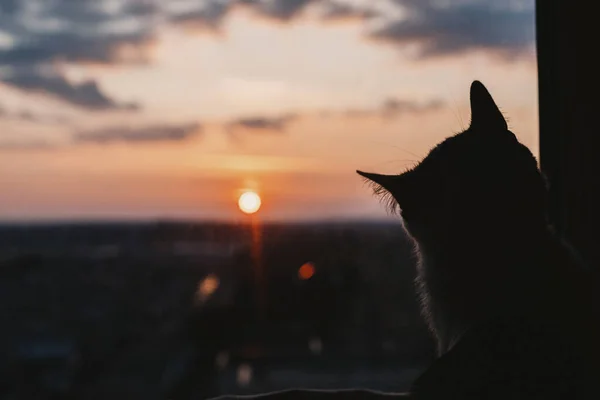 美丽的日落和猫 可爱的毛茸茸的猫咪的轮廓 透过窗户望着红色的太阳和天空中的云彩 可爱的猫 看着令人惊奇的日落或日出壁纸 大气图像 — 图库照片