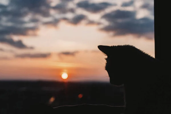 美丽的日落和猫 可爱的毛茸茸的猫咪的轮廓 透过窗户望着红色的太阳和天空中的云彩 可爱的猫 看着令人惊奇的日落或日出壁纸 大气图像 — 图库照片
