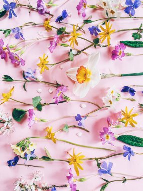 Bahar çiçekleri düzdü. Pembe arka plan görünümlü şık renkli çiçek kompozisyonu. Çiçeksel dikey mobil fotoğraf. Merhaba kaynak! Mutlu Paskalyalar!